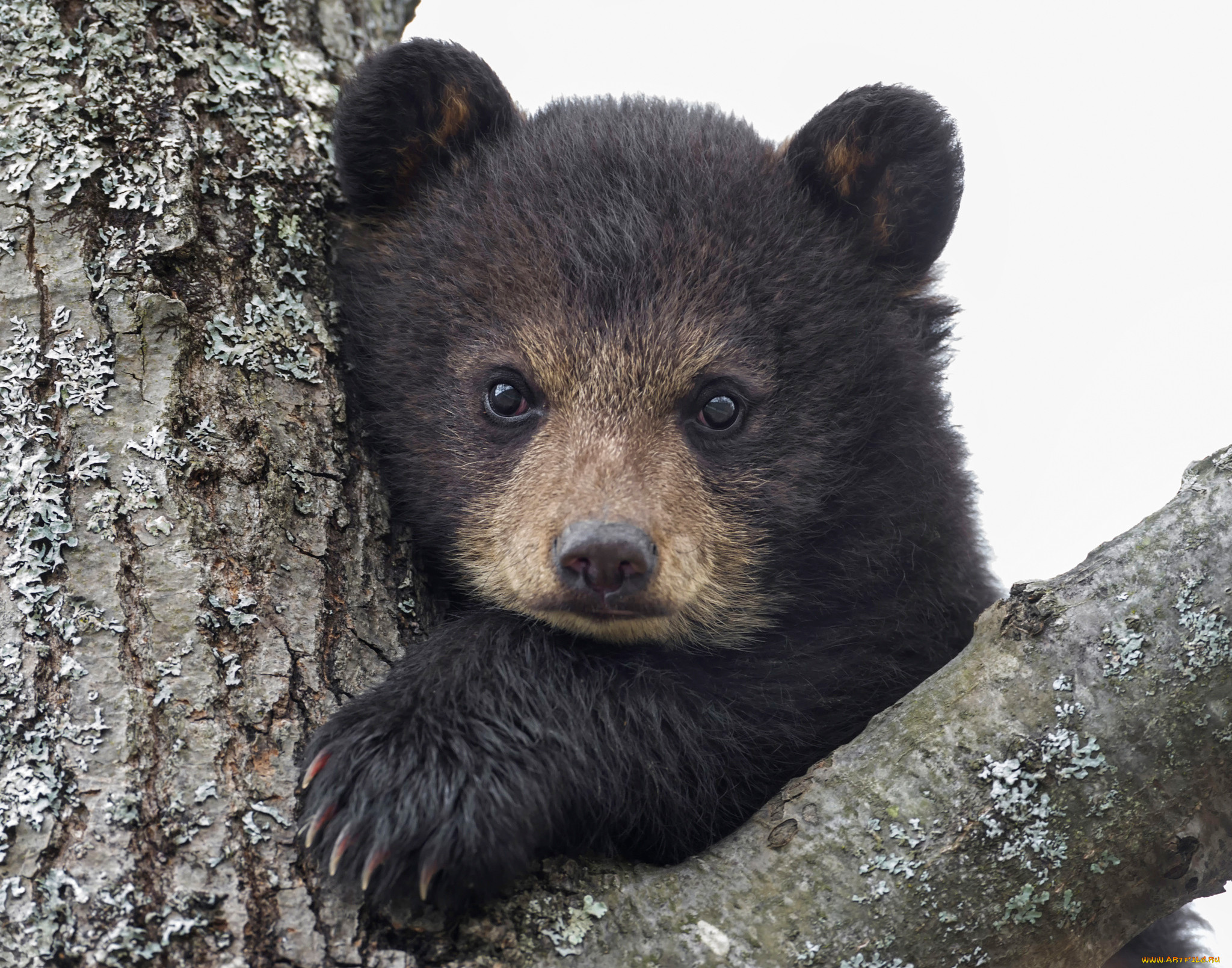 Милый медведь. Бурый медведь маленький. Красивый Медвежонок. Медвежонок с щечками. Медведь с щеками.
